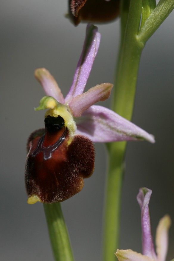 Ophrys praecox o morisii?